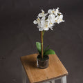Harmony White Potted Orchid Accessories Hill Interiors 