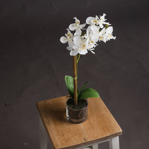 Harmony White Potted Orchid Accessories Hill Interiors 