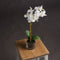 Harmony White Potted Orchid Accessories Hill Interiors 