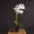 Harmony White Potted Orchid Accessories Hill Interiors 