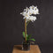 Harmony White Potted Orchid Accessories Hill Interiors 