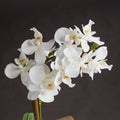 Harmony White Potted Orchid Accessories Hill Interiors 