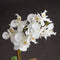 Harmony White Potted Orchid Accessories Hill Interiors 