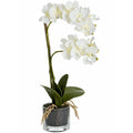 Harmony White Potted Orchid Accessories Hill Interiors 