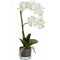 Harmony White Potted Orchid Accessories Hill Interiors 