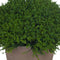 Hebe Globe Pot Accessories Hill Interiors 