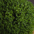 Hebe Globe Pot Accessories Hill Interiors 