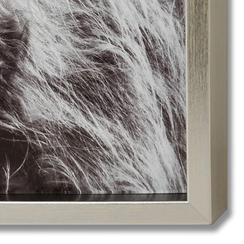 Highland Cow Left Facing Glass Image with Silver Frame Accessories Hill Interiors 