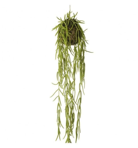Hoya Linearis Hanging Green (6pk) Accessories Regency Studio 