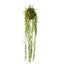 Hoya Linearis Hanging Green (6pk) Accessories Regency Studio 