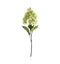 Hydrangea Paniculata Stem White Accessories Regency Studio 