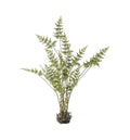 Japonicum with Soil Large Accessories Regency Studio 