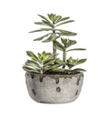 Kalanchoe Pale Green with Rustic Pot Accessories Regency Studio 
