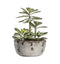 Kalanchoe Pale Green with Rustic Pot Accessories Regency Studio 