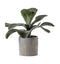 Kalanchoe with Gold Ceramic Pot Accessories Regency Studio 