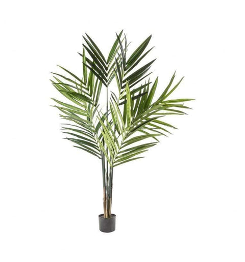 Kentia Palm Tree Accessories Regency Studio 