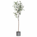 Large Eucalyptus Tree In Metalic Pot Accessories Hill Interiors 