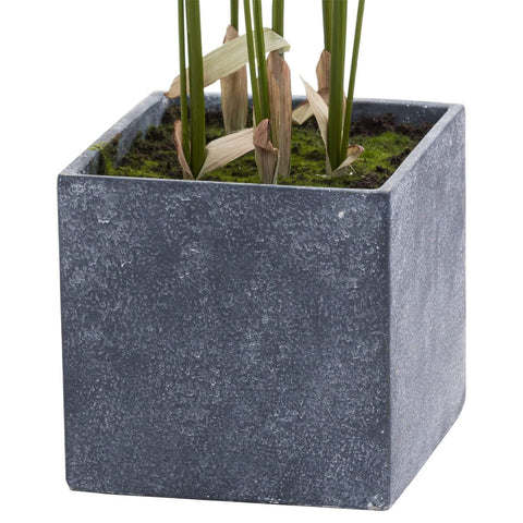 Large Paradise Potted Palm Accessories Hill Interiors 
