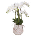 Large Stone Potted Orchid With Roots Accessories Hill Interiors 