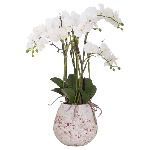 Large Stone Potted Orchid With Roots Accessories Hill Interiors 