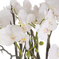 Large Stone Potted Orchid With Roots Accessories Hill Interiors 