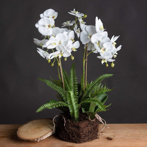 Large White Orchid And Fern Garden In Rootball Accessories Hill Interiors 
