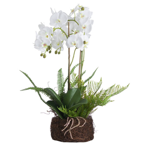 Large White Orchid And Fern Garden In Rootball Accessories Hill Interiors 