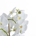 Large White Orchid And Fern Garden In Rootball Accessories Hill Interiors 