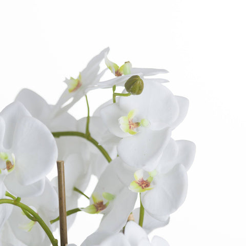 Large White Orchid And Fern Garden In Rootball Accessories Hill Interiors 