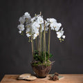 Large White Orchid In Glass Pot Accessories Hill Interiors 