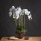 Large White Orchid In Glass Pot Accessories Hill Interiors 