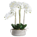 Large White Orchid In Stone Pot Accessories Hill Interiors 