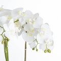 Large White Orchid In Stone Pot Accessories Hill Interiors 