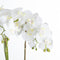 Large White Orchid In Stone Pot Accessories Hill Interiors 