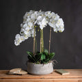 Large White Orchid In Stone Pot Accessories Hill Interiors 