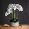 Large White Orchid In Stone Pot Accessories Hill Interiors 