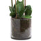 Large White Tall Orchid In Glass Pot Accessories Hill Interiors 