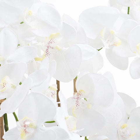 Large White Tall Orchid In Glass Pot Accessories Hill Interiors 