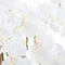 Large White Tall Orchid In Glass Pot Accessories Hill Interiors 