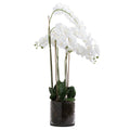 Large White Tall Orchid In Glass Pot Accessories Hill Interiors 