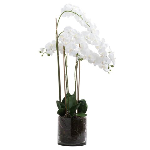 Large White Tall Orchid In Glass Pot Accessories Hill Interiors 
