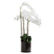 Large White Tall Orchid In Glass Pot Accessories Hill Interiors 