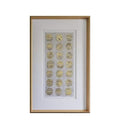 Metallic Fossil Study Framed Art Accessories Regency Studio 