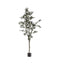 Olive Tree Large Accessories Regency Studio 