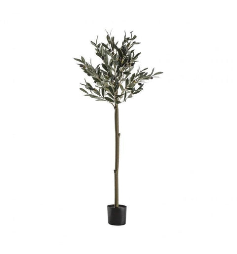 Olive Tree Medium Accessories Regency Studio 