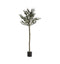 Olive Tree Medium Accessories Regency Studio 