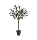 Olive Tree Small Accessories Regency Studio 