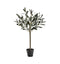 Olive Tree Small Accessories Regency Studio 