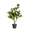 Orange Tree with 5 Fruits Accessories Regency Studio 
