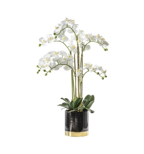 Orchid White with Black Gold Pot Accessories Regency Studio 
